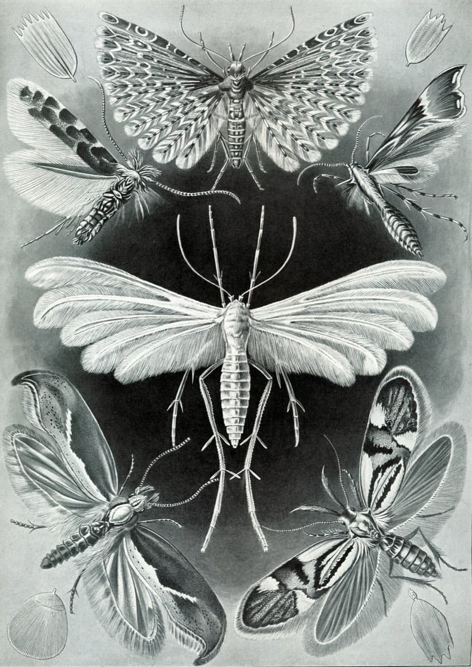 A plate of moths, after Ernst Haeckel, 1904